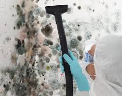 Best Mold Damage Restoration  in Belle Plaine, IA